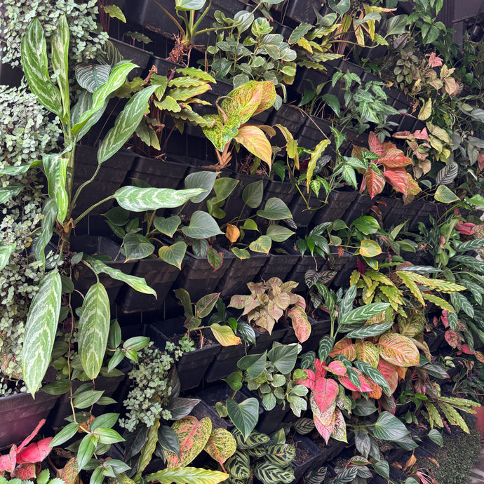 plants arranged in a pattern on a green wall